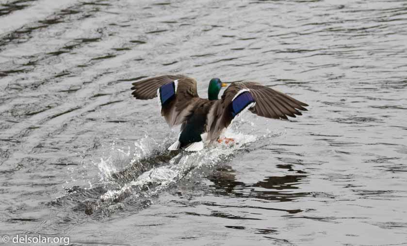 Canon EOS 7D Mark II  --  169 mm  --  EF100-400mm f/4.5-5.6L IS II USM +1.4x III  