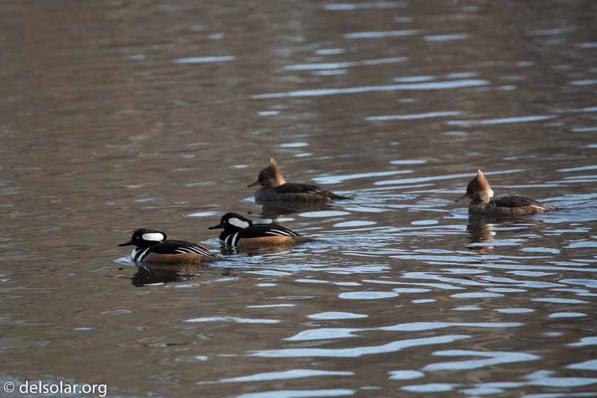 Canon EOS 5D Mark III  --  400 mm  --  EF100-400mm f/4.5-5.6L IS II USM  