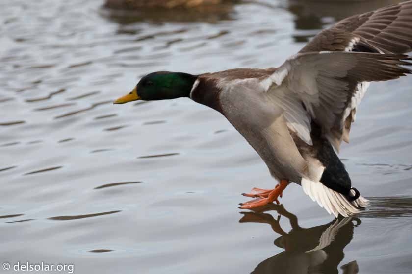 Canon EOS 5D Mark III  --  278 mm  --  EF100-400mm f/4.5-5.6L IS II USM  