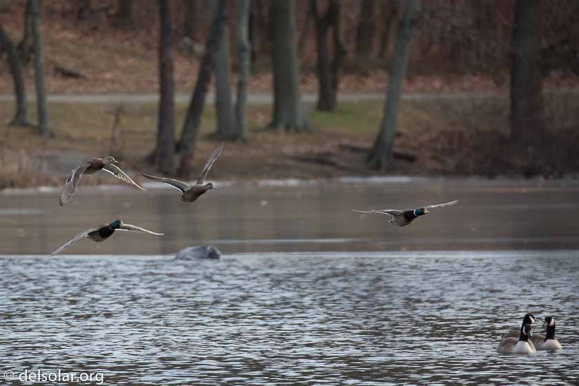 Canon EOS 5D Mark III  --  371 mm  --  EF100-400mm f/4.5-5.6L IS II USM  