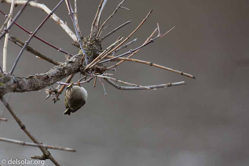 Canon EOS 5D Mark III  --  400 mm  --  EF100-400mm f/4.5-5.6L IS II USM  