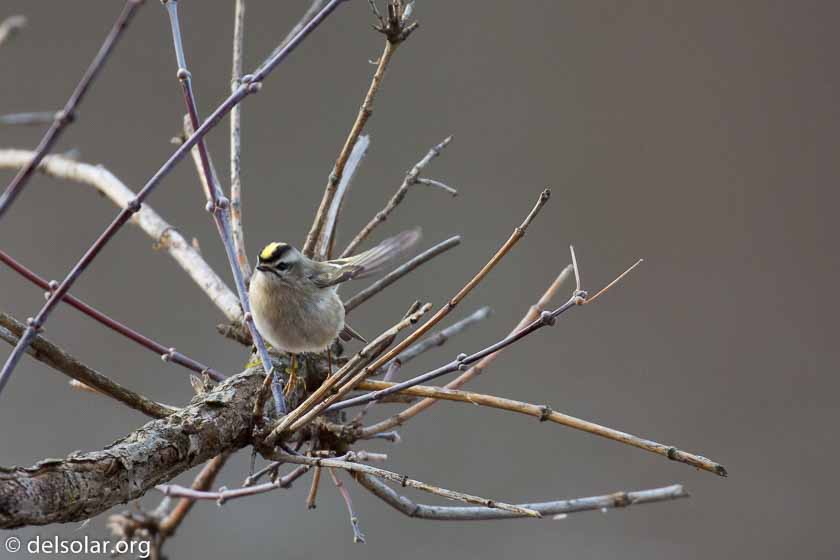 Canon EOS 5D Mark III  --  400 mm  --  EF100-400mm f/4.5-5.6L IS II USM  