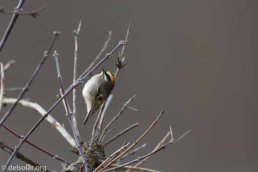 Canon EOS 5D Mark III  --  400 mm  --  EF100-400mm f/4.5-5.6L IS II USM  