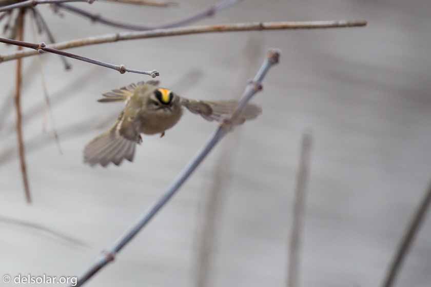 Canon EOS 5D Mark III  --  400 mm  --  EF100-400mm f/4.5-5.6L IS II USM  