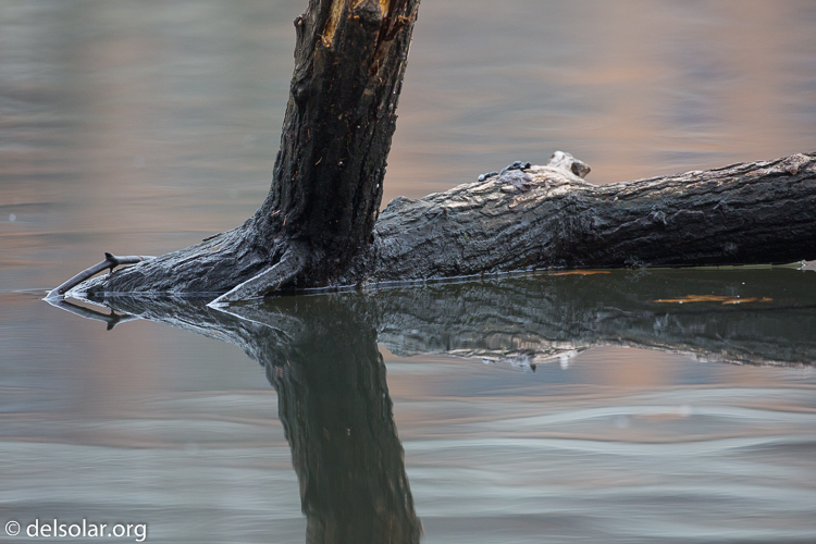 Canon EOS 5D Mark III  --  500 mm  --  EF500mm f/4L IS USM  