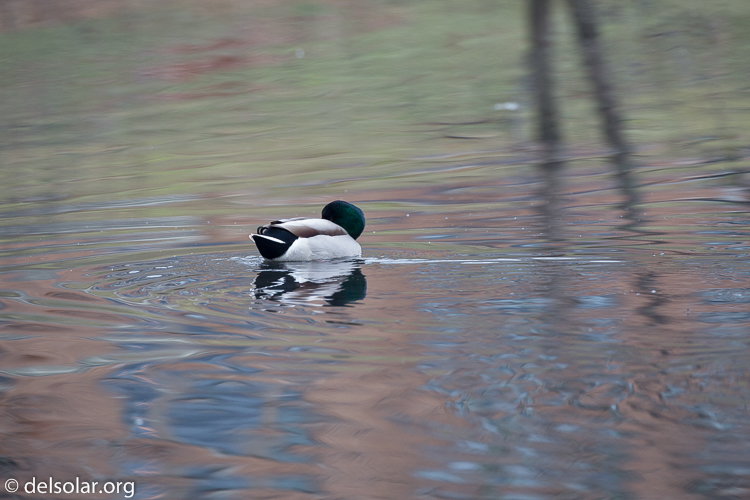 Canon EOS 5D Mark III  --  500 mm  --  EF500mm f/4L IS USM  