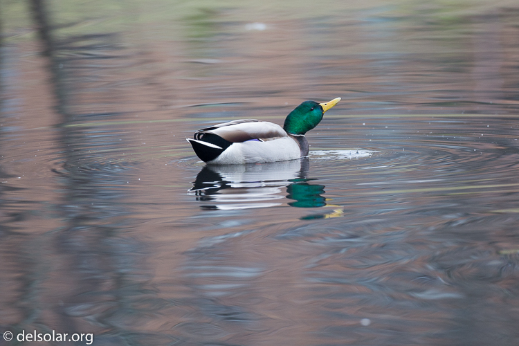 Canon EOS 5D Mark III  --  500 mm  --  EF500mm f/4L IS USM  