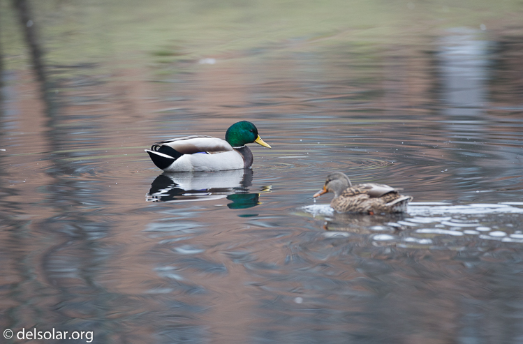 Canon EOS 5D Mark III  --  500 mm  --  EF500mm f/4L IS USM  