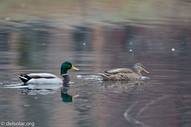 Canon EOS 5D Mark III  --  500 mm  --  EF500mm f/4L IS USM  