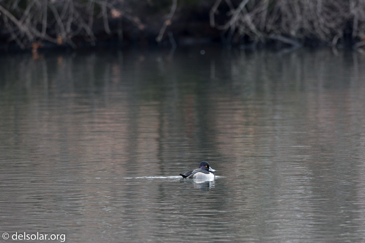 Canon EOS 5D Mark III  --  500 mm  --  EF500mm f/4L IS USM  