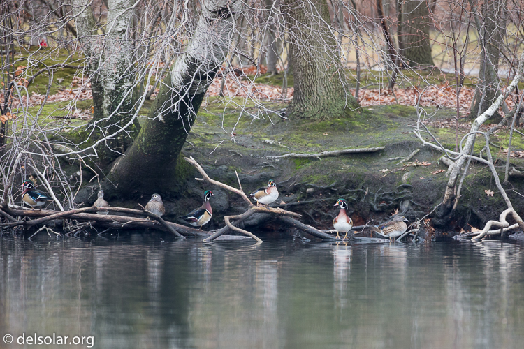 Canon EOS 5D Mark III  --  500 mm  --  EF500mm f/4L IS USM  