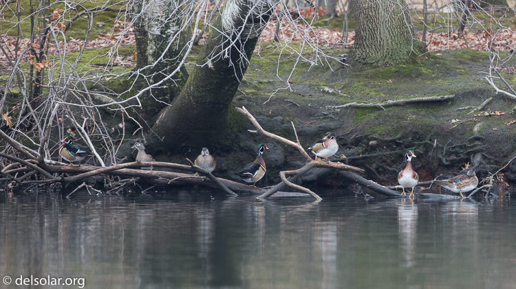 Canon EOS 5D Mark III  --  500 mm  --  EF500mm f/4L IS USM  