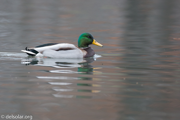 Canon EOS 5D Mark III  --  500 mm  --  EF500mm f/4L IS USM  