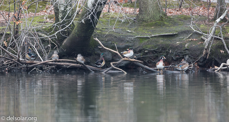 Canon EOS 5D Mark III  --  500 mm  --  EF500mm f/4L IS USM  