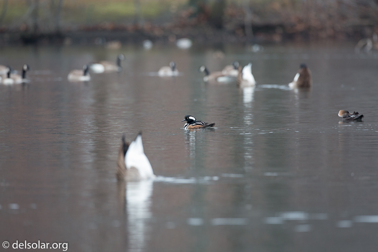 Canon EOS 5D Mark III  --  500 mm  --  EF500mm f/4L IS USM  