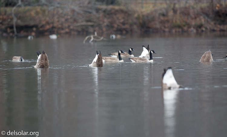 Canon EOS 5D Mark III  --  500 mm  --  EF500mm f/4L IS USM  
