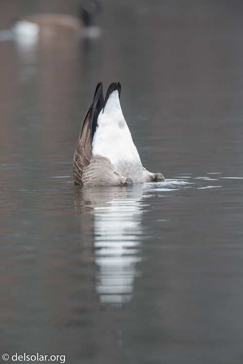 Canon EOS 5D Mark III  --  500 mm  --  EF500mm f/4L IS USM  