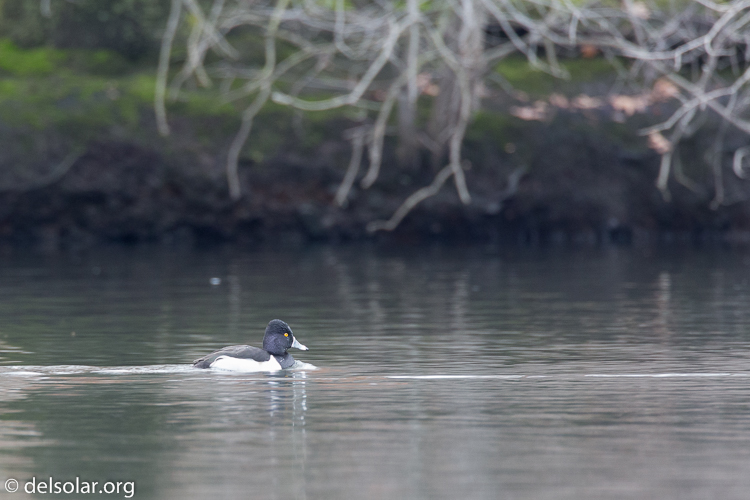 Canon EOS 5D Mark III  --  500 mm  --  EF500mm f/4L IS USM  