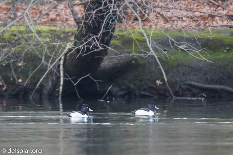 Canon EOS 5D Mark III  --  500 mm  --  EF500mm f/4L IS USM  