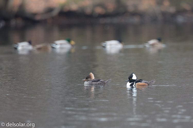 Canon EOS 5D Mark III  --  500 mm  --  EF500mm f/4L IS USM  