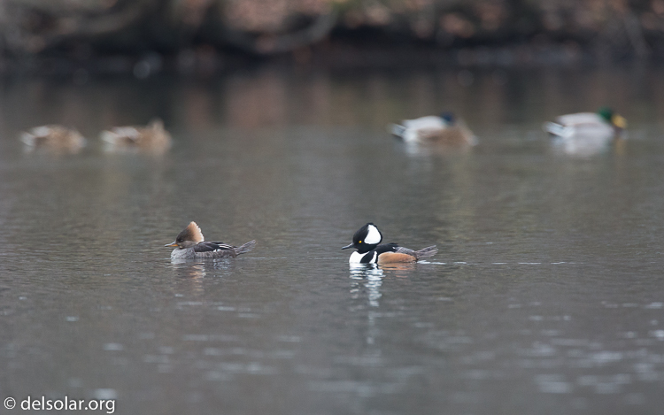 Canon EOS 5D Mark III  --  500 mm  --  EF500mm f/4L IS USM  