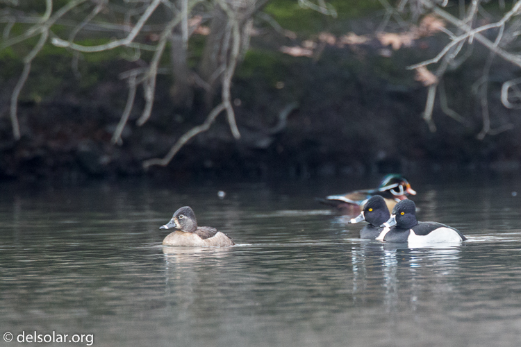 Canon EOS 5D Mark III  --  500 mm  --  EF500mm f/4L IS USM  