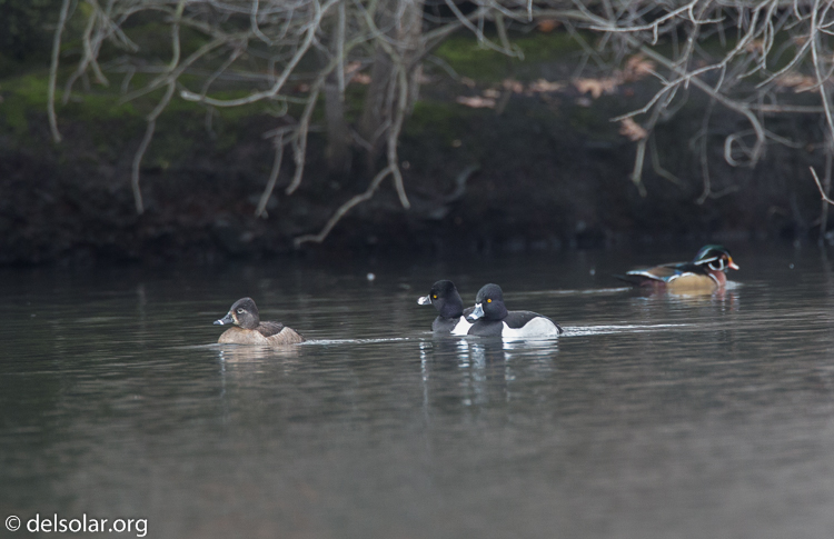 Canon EOS 5D Mark III  --  500 mm  --  EF500mm f/4L IS USM  