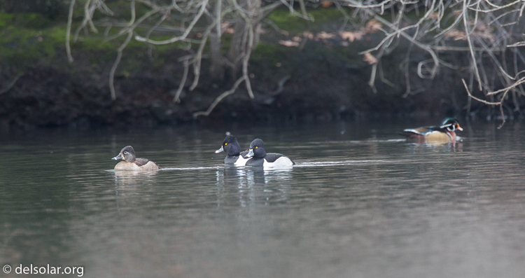 Canon EOS 5D Mark III  --  500 mm  --  EF500mm f/4L IS USM  