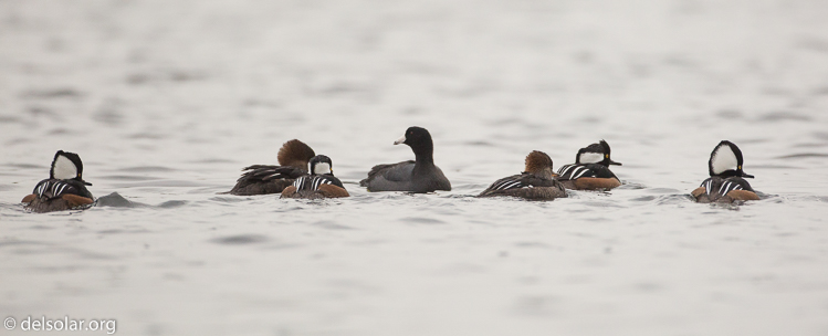 Canon EOS 5D Mark III  --  500 mm  --  EF500mm f/4L IS USM  