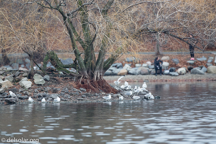 Canon EOS 5D Mark III  --  500 mm  --  EF500mm f/4L IS USM  