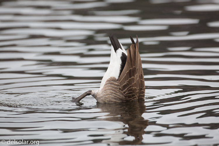 Canon EOS 5D Mark III  --  500 mm  --  EF500mm f/4L IS USM  