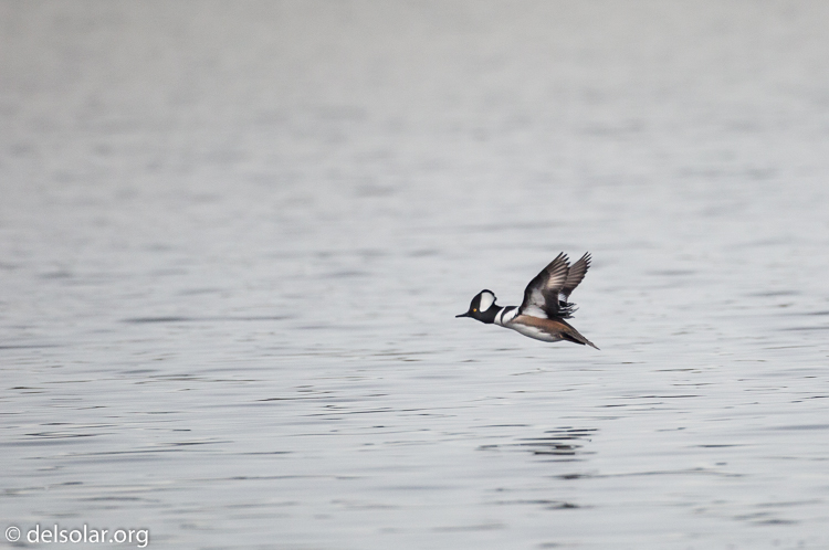 Canon EOS 5D Mark III  --  500 mm  --  EF500mm f/4L IS USM  