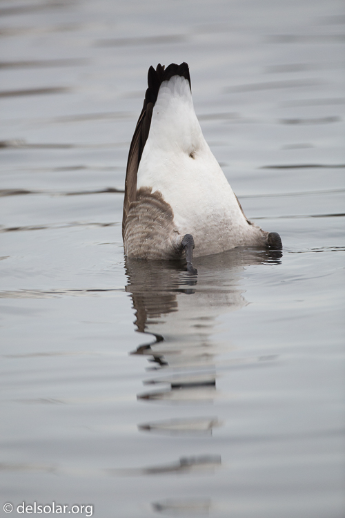 Canon EOS 5D Mark III  --  500 mm  --  EF500mm f/4L IS USM  