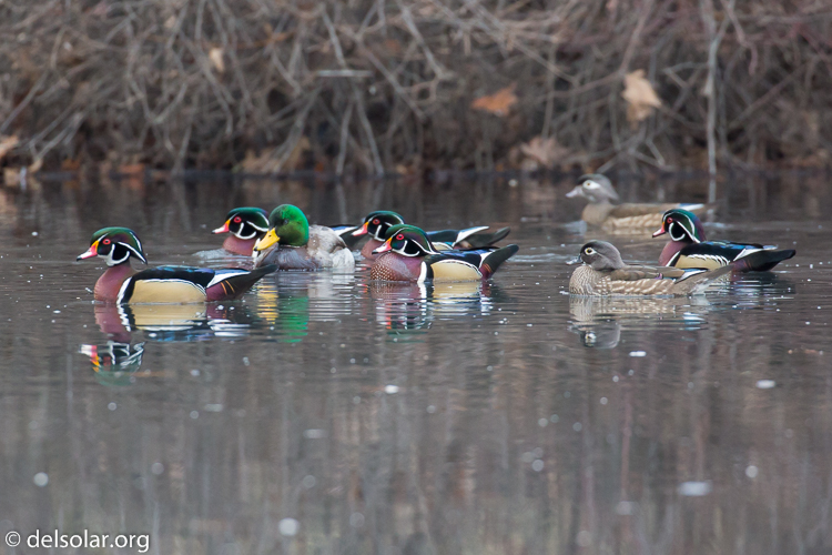 Canon EOS 5D Mark III  --  371 mm  --  EF100-400mm f/4.5-5.6L IS II USM  