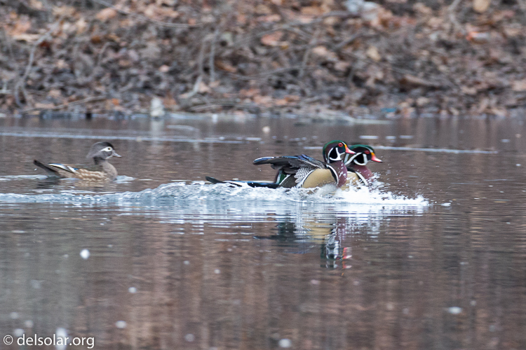 Canon EOS 5D Mark III  --  278 mm  --  EF100-400mm f/4.5-5.6L IS II USM  