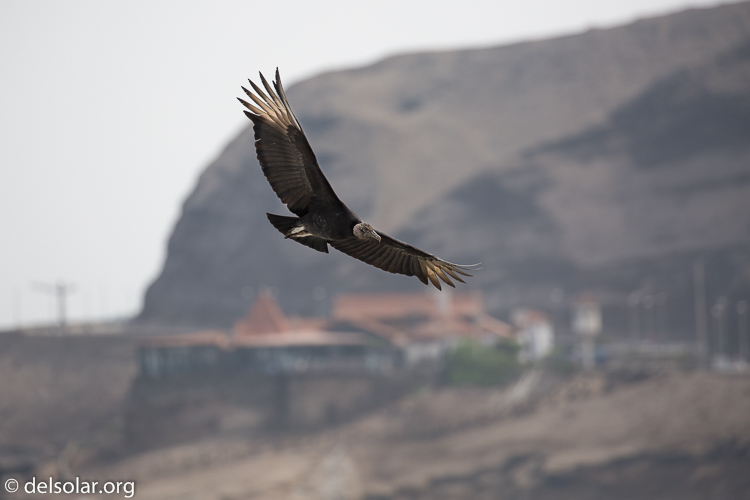 Canon EOS 5D Mark III  --  349 mm  --  EF100-400mm f/4.5-5.6L IS II USM  