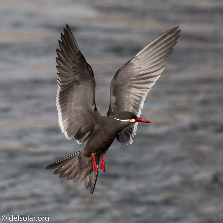 Canon EOS 5D Mark III  --  400 mm  --  EF100-400mm f/4.5-5.6L IS II USM  