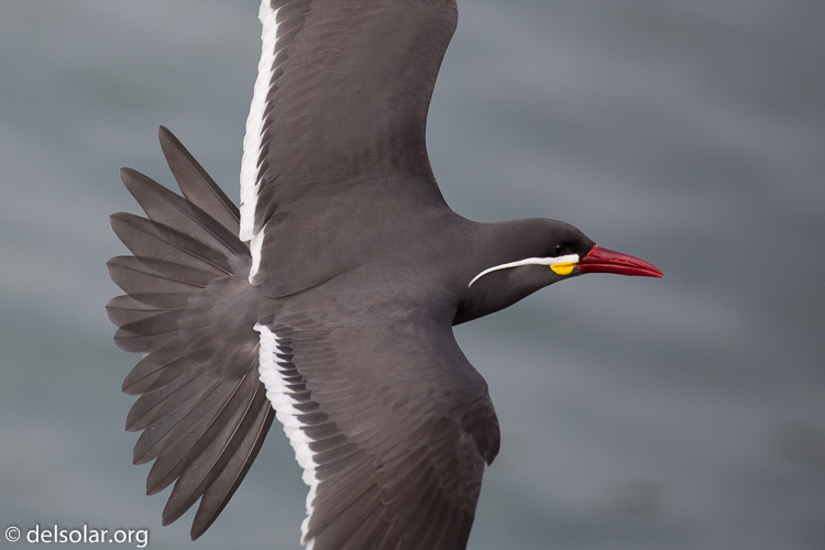 Canon EOS 5D Mark III  --  360 mm  --  EF100-400mm f/4.5-5.6L IS II USM  