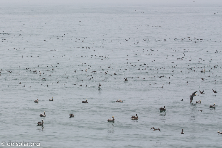 Canon EOS 5D Mark III  --  170 mm  --  EF100-400mm f/4.5-5.6L IS II USM  