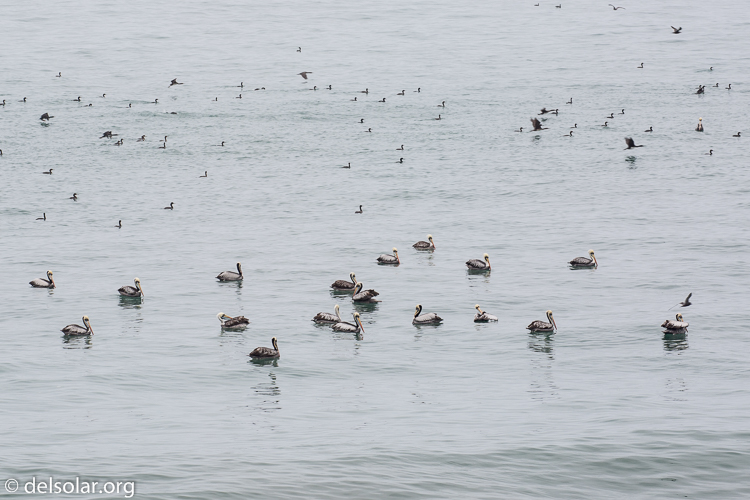 Canon EOS 5D Mark III  --  241 mm  --  EF100-400mm f/4.5-5.6L IS II USM  