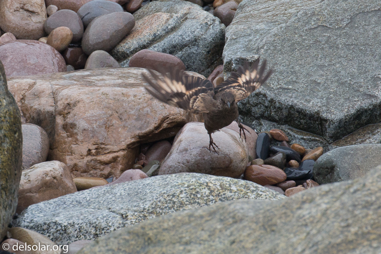 Canon EOS 5D Mark III  --  400 mm  --  EF100-400mm f/4.5-5.6L IS II USM  