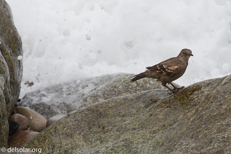 Canon EOS 5D Mark III  --  400 mm  --  EF100-400mm f/4.5-5.6L IS II USM  
