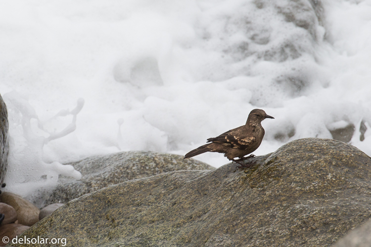 Canon EOS 5D Mark III  --  400 mm  --  EF100-400mm f/4.5-5.6L IS II USM  