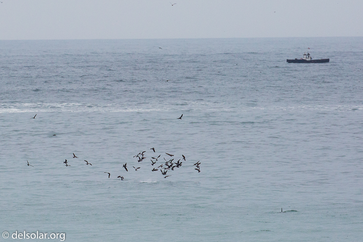 Canon EOS 5D Mark III  --  300 mm  --  EF100-400mm f/4.5-5.6L IS II USM  