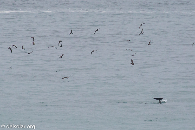 Canon EOS 5D Mark III  --  400 mm  --  EF100-400mm f/4.5-5.6L IS II USM  