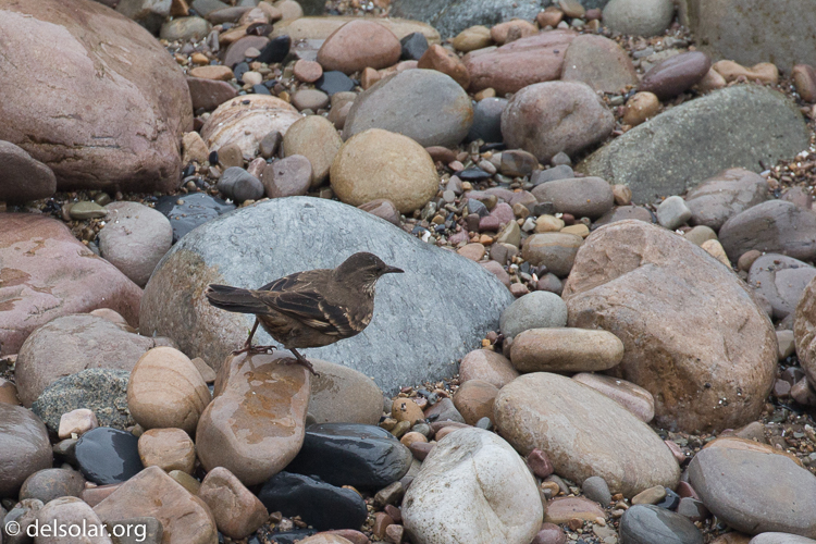 Canon EOS 5D Mark III  --  400 mm  --  EF100-400mm f/4.5-5.6L IS II USM  