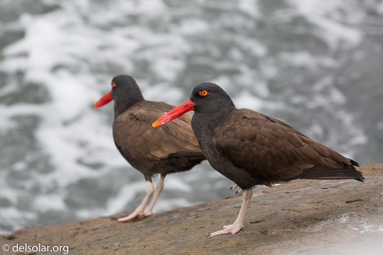 Canon EOS 5D Mark III  --  300 mm  --  EF100-400mm f/4.5-5.6L IS II USM  