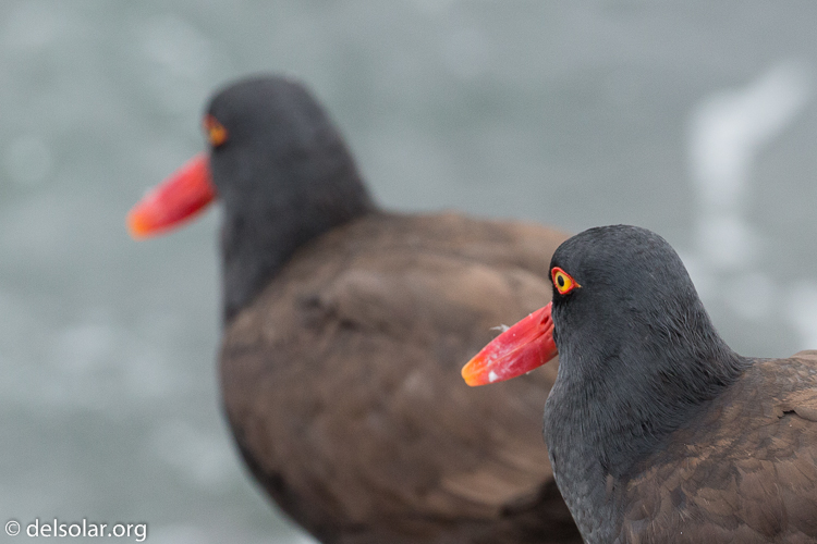 Canon EOS 5D Mark III  --  312 mm  --  EF100-400mm f/4.5-5.6L IS II USM  