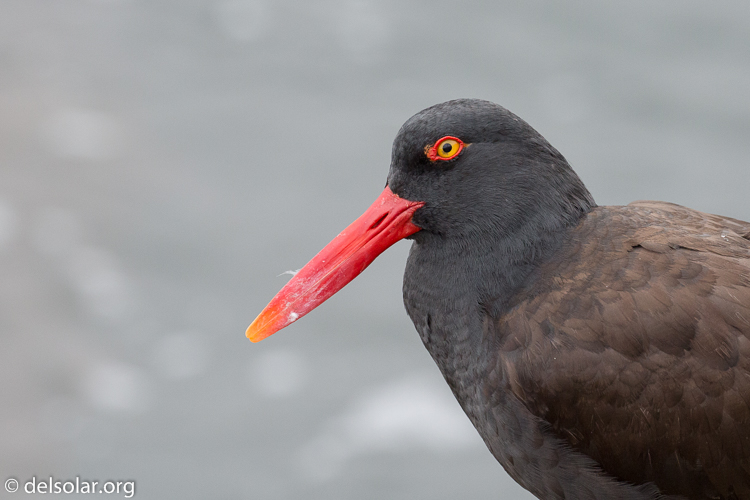 Canon EOS 5D Mark III  --  286 mm  --  EF100-400mm f/4.5-5.6L IS II USM  