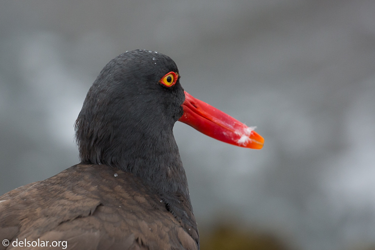 Canon EOS 5D Mark III  --  400 mm  --  EF100-400mm f/4.5-5.6L IS II USM  